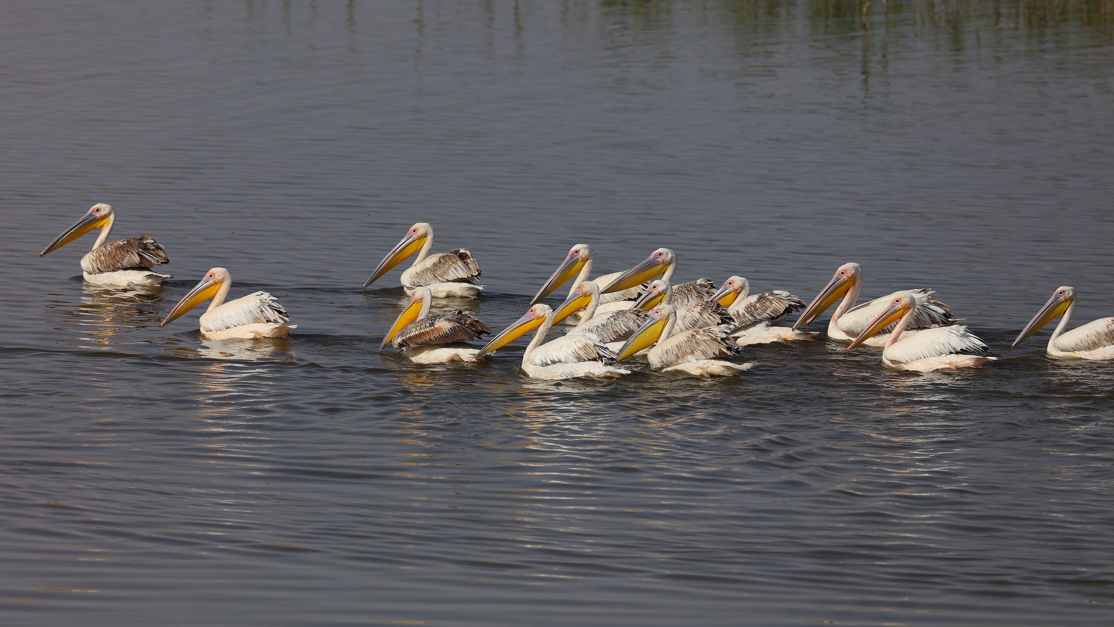 Great White Pelican